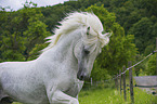 Lipizzaner Portrait