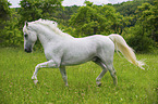 trabender Lipizzaner