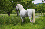 Lipizzaner