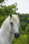 Lipizzaner Portrait