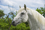 Lipizzaner Portrait