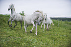 galoppierende Lipizzaner