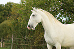 Lipizzaner