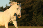 Lipizzaner