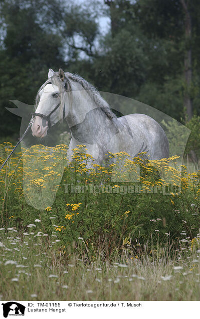 Lusitano Hengst / stallion / TM-01155