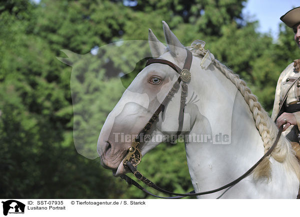 Lusitano Portrait / Lusitano Portrait / SST-07935