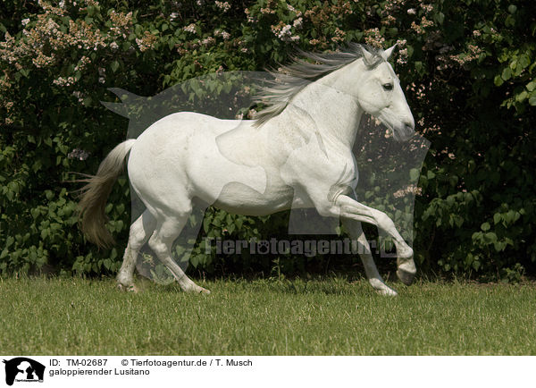 galoppierender Lusitano / TM-02687