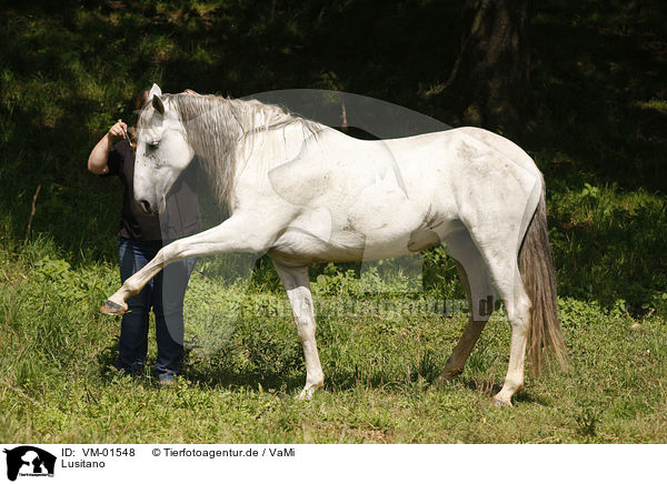 Lusitano / Lusitano / VM-01548