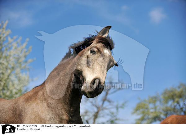 Lusitano Portrait / Lusitano Portrait / YJ-08713