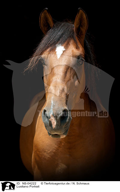 Lusitano Portrait / NS-04222