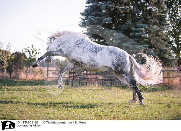 Lusitano in Aktion / Lusitano in action / STM-01169