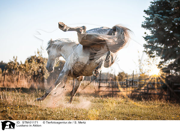 Lusitano in Aktion / Lusitano in action / STM-01171