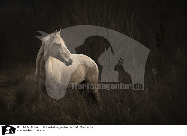 stehender Lusitano / MC-01054