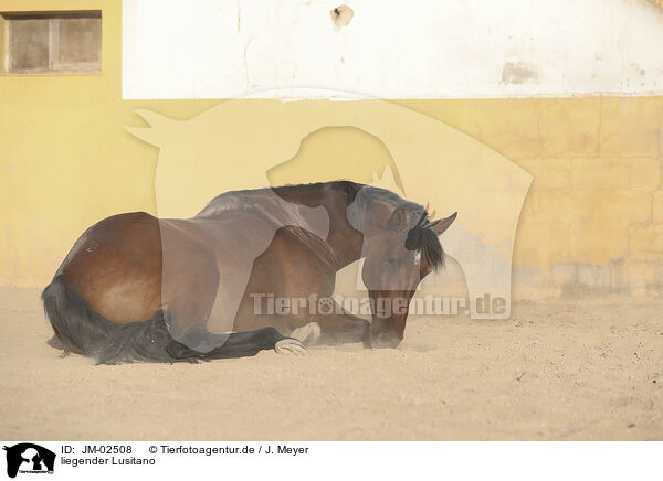 liegender Lusitano / lying Lusitano / JM-02508