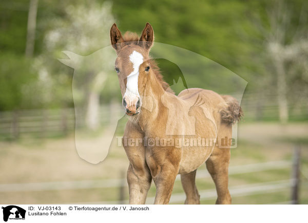 Lusitano Fohlen / Lusitano foal / VJ-03143