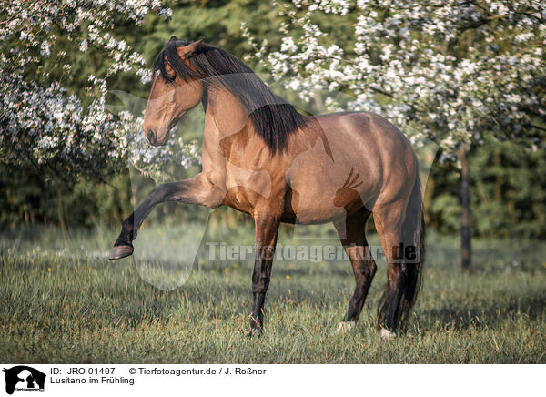 Lusitano im Frhling / Lusitano in spring / JRO-01407