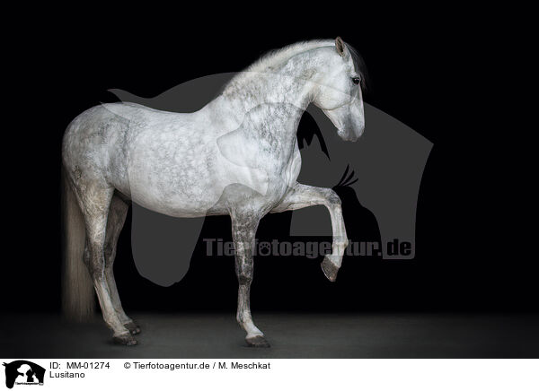 Lusitano / MM-01274