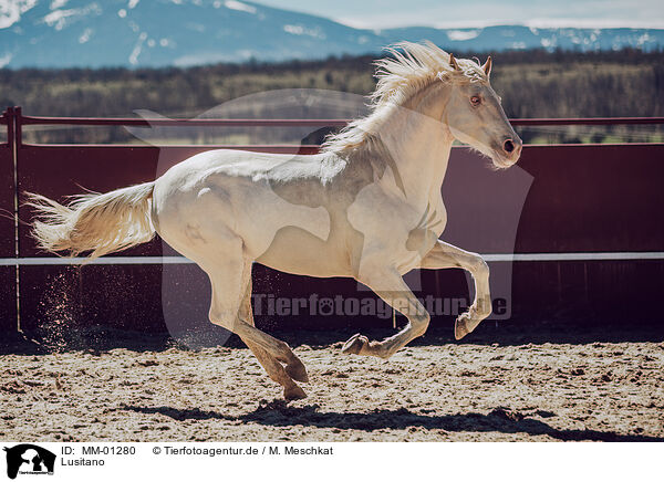 Lusitano / MM-01280