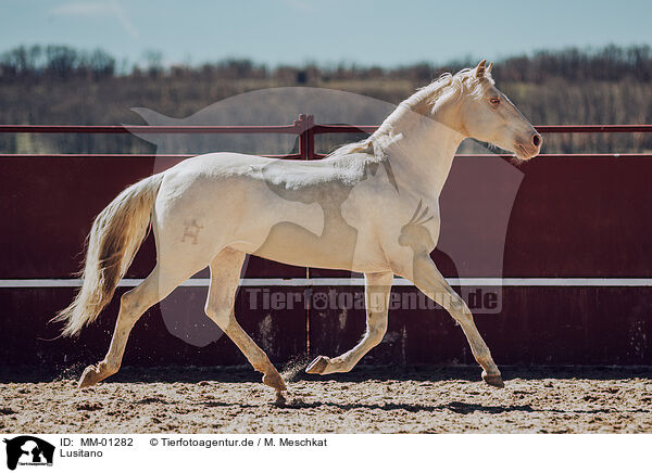 Lusitano / Lusitano / MM-01282