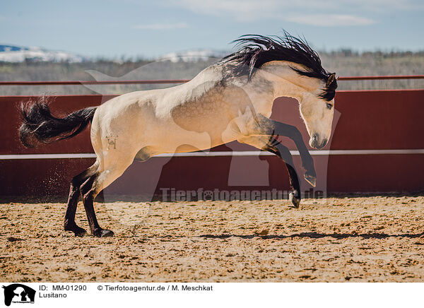 Lusitano / Lusitano / MM-01290