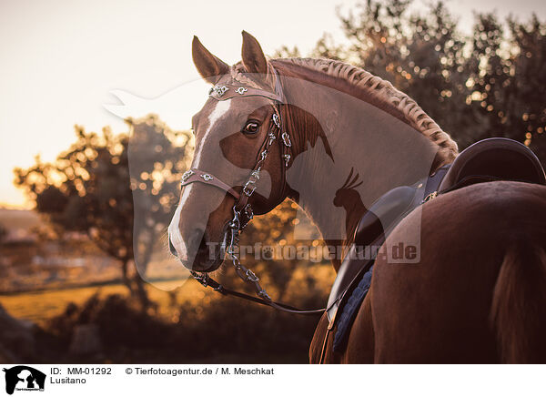 Lusitano / MM-01292