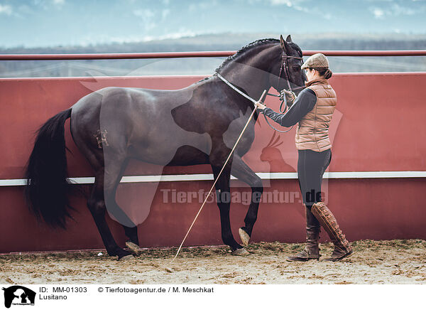 Lusitano / MM-01303