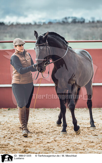 Lusitano / MM-01305