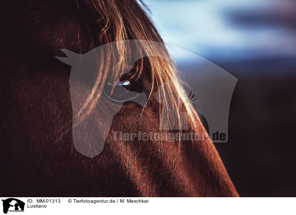 Lusitano / MM-01313