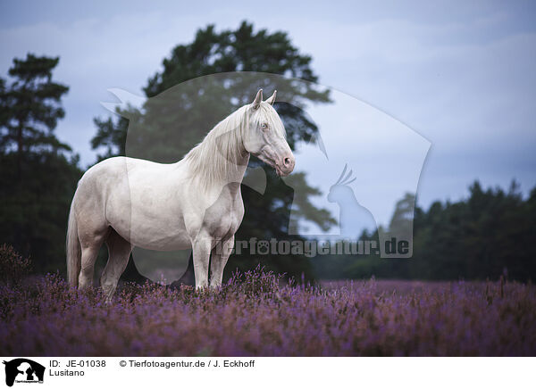 Lusitano / Lusitano / JE-01038