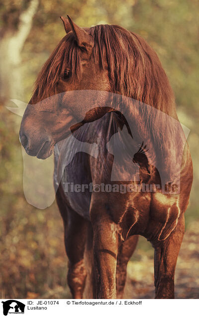 Lusitano / Lusitano / JE-01074