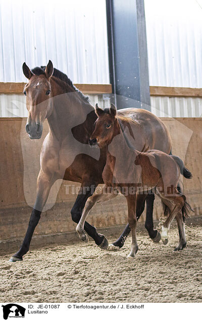 Lusitano / Lusitano / JE-01087