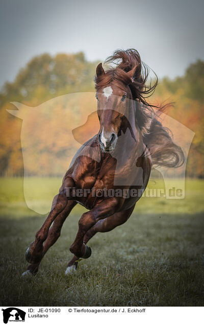 Lusitano / Lusitano / JE-01090