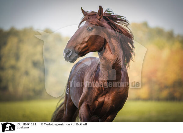 Lusitano / Lusitano / JE-01091