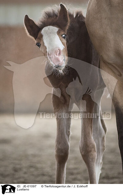 Lusitano / Lusitano / JE-01097