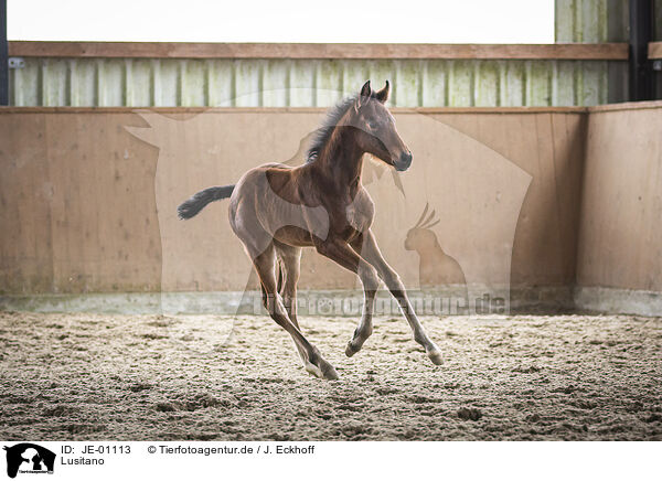 Lusitano / Lusitano / JE-01113