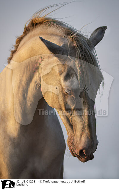 Lusitano / JE-01208
