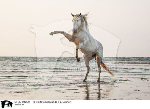 Lusitano / JE-01209