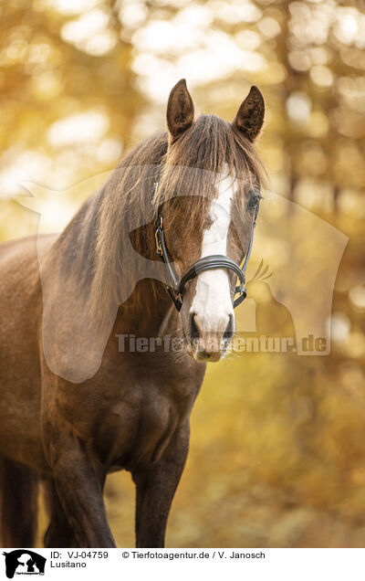 Lusitano / Lusitano / VJ-04759