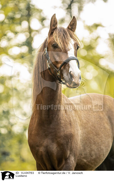 Lusitano / Lusitano / VJ-04763