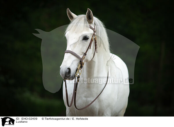 Lusitano / EHO-02409