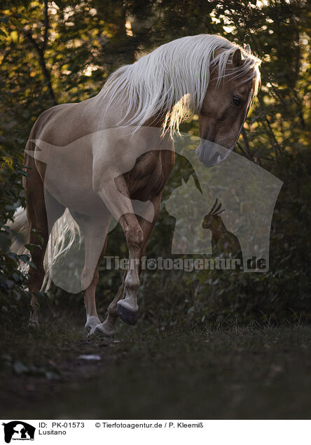 Lusitano / Lusitano / PK-01573