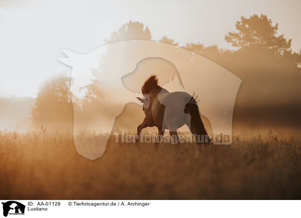 Lusitano / Lusitano / AA-01128