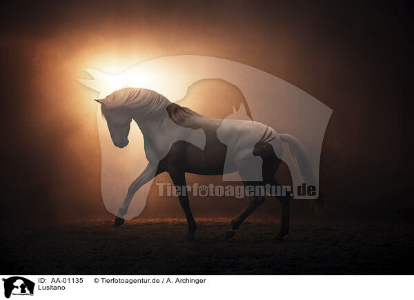 Lusitano / Lusitano / AA-01135