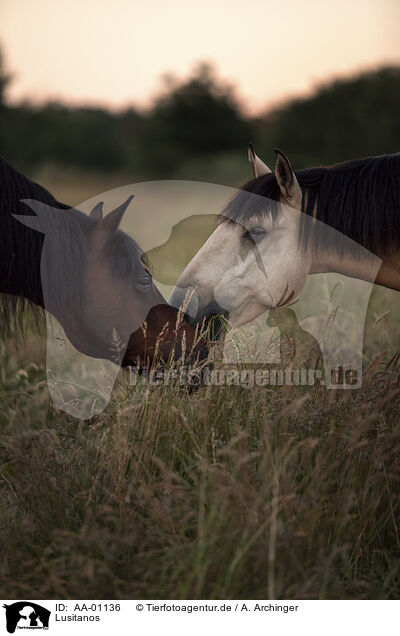 Lusitanos / Lusitanos / AA-01136