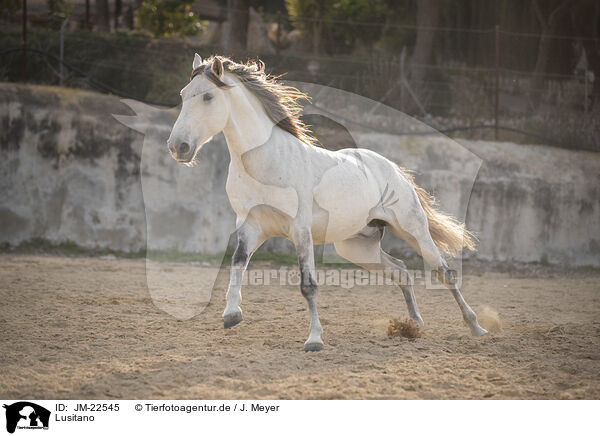 Lusitano / JM-22545