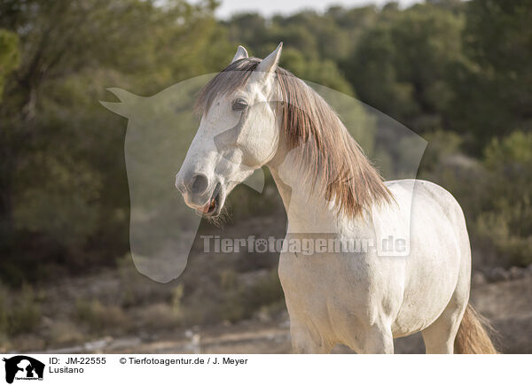 Lusitano / JM-22555