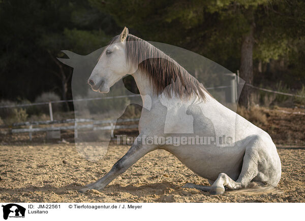 Lusitano / Lusitano / JM-22561