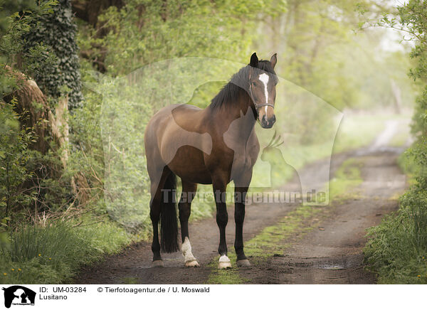 Lusitano / Lusitano / UM-03284