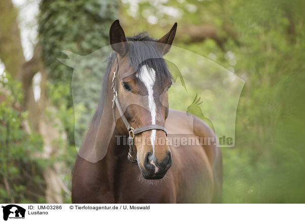 Lusitano / Lusitano / UM-03286