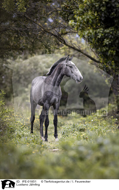 Lusitano Jhrling / Lusitano yearling / IFE-01851